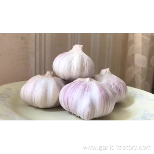Fresh Red / Normal White Garlic 4.5CM